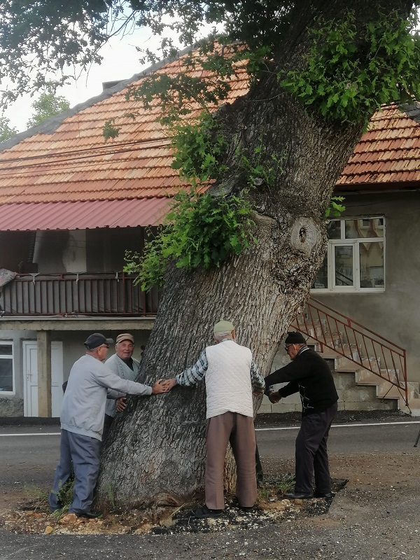 Foto - 2 asırlık ağaç koruma altına alındı