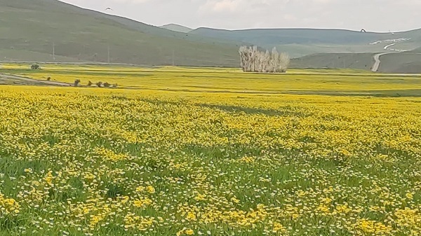 Foto - 2 bin 300 rakımda görsel şölen