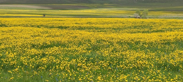 Foto - 2 bin 300 rakımda görsel şölen