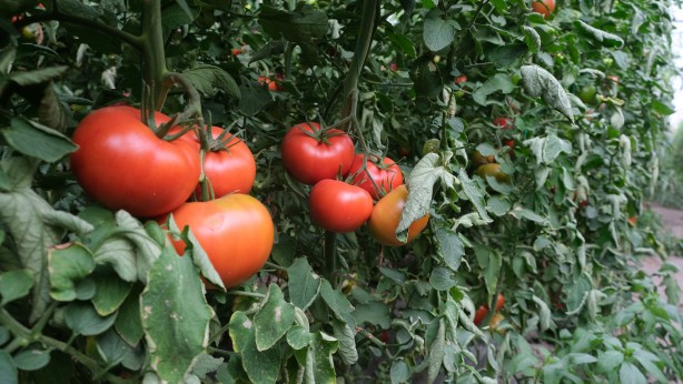 Foto - 2 bin 500 nüfuslu köyde 10 bin tona yakın üretim yapıldı! Avrupa ve Ortadoğu'dan talep yağıyor