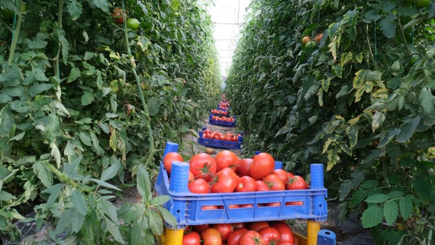 Foto - 2 bin 500 nüfuslu köyde 10 bin tona yakın üretim yapıldı! Avrupa ve Ortadoğu'dan talep yağıyor