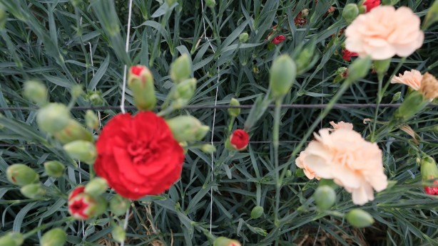 Foto - 2 bin 500 nüfuslu köyde 10 bin tona yakın üretim yapıldı! Avrupa ve Ortadoğu'dan talep yağıyor