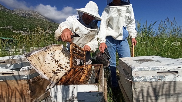 Foto - 2 bin 535 rakımlı dağda üretiliyor! Her damlası şifa kaynağı