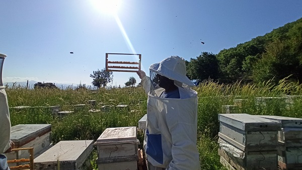 2 bin 535 rakımlı dağda üretiliyor! Her damlası şifa kaynağı