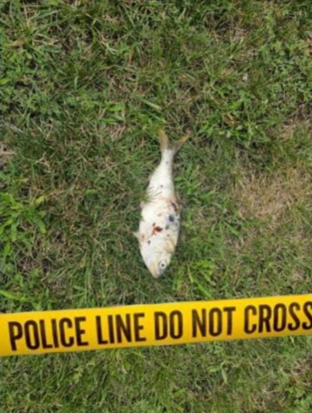 Foto - 2 bin kişinin elektriği kesildi! Olayın suçlusunu gören şaşkınlığını gizleyemedi