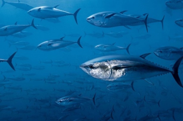 Foto - 2 bin kişinin elektriği kesildi! Olayın suçlusunu gören şaşkınlığını gizleyemedi