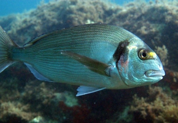 Foto - 2 bin kişinin elektriği kesildi! Olayın suçlusunu gören şaşkınlığını gizleyemedi