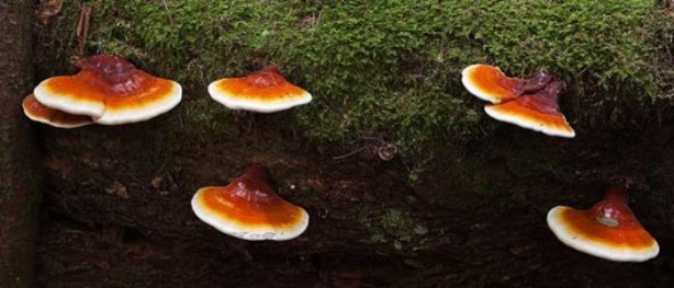 Foto - 2 bin yıllık mucize