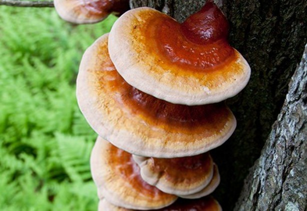 Foto - 2 bin yıllık mucize