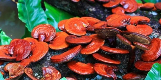 Foto - 2 bin yıllık mucize