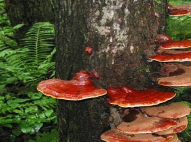 Foto - 2 bin yıllık mucize