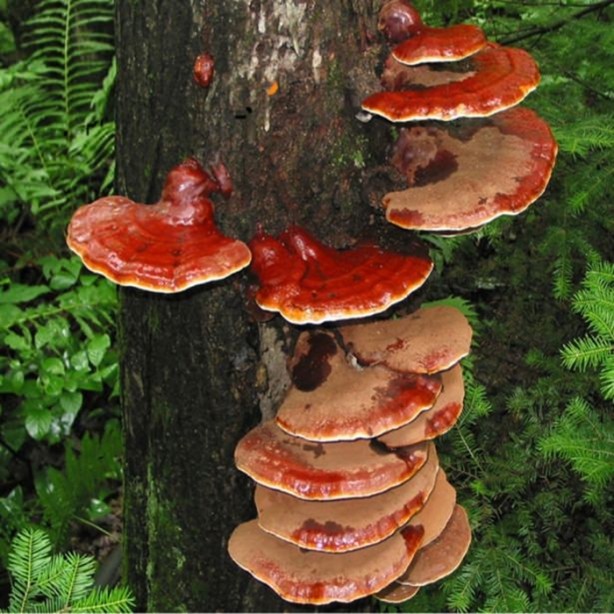  2 bin yıllık mucize