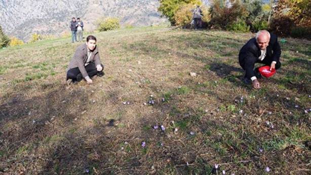 Foto - 2 dönümde sadece 500 gram çıkıyor! Kilosu tamı tamına 60 bin TL