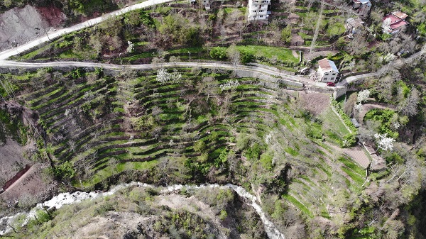 Foto - 2 dönümlük araziyi böyle kazandı! 90 derece eğimli arazide tarım yapıyor