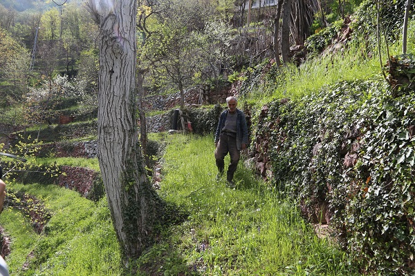 Foto - 2 dönümlük araziyi böyle kazandı! 90 derece eğimli arazide tarım yapıyor