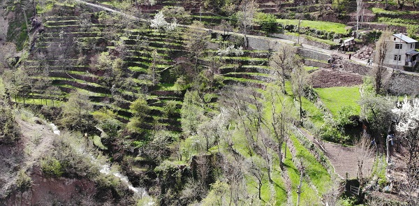 Foto - 2 dönümlük araziyi böyle kazandı! 90 derece eğimli arazide tarım yapıyor