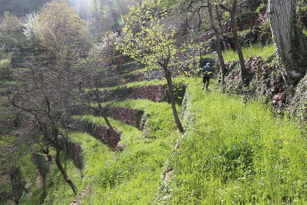 Foto - 2 dönümlük araziyi böyle kazandı! 90 derece eğimli arazide tarım yapıyor
