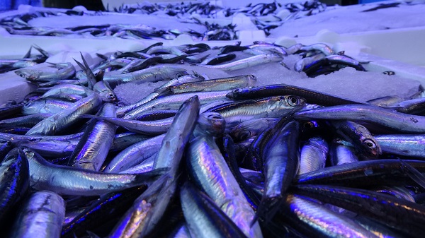 2 günlük av yasağı hamsiye yaradı mı? 