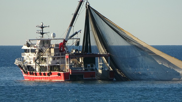 Foto - 2 günlük av yasağı hamsiye yaradı mı? 