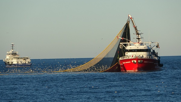 Foto - 2 günlük av yasağı hamsiye yaradı mı? 