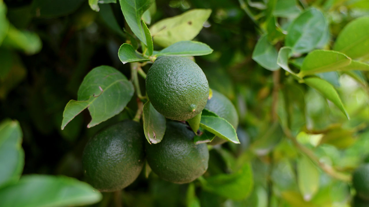 2 haftalık stok kaldı! Fiyatı uçunca hasat erken başladı