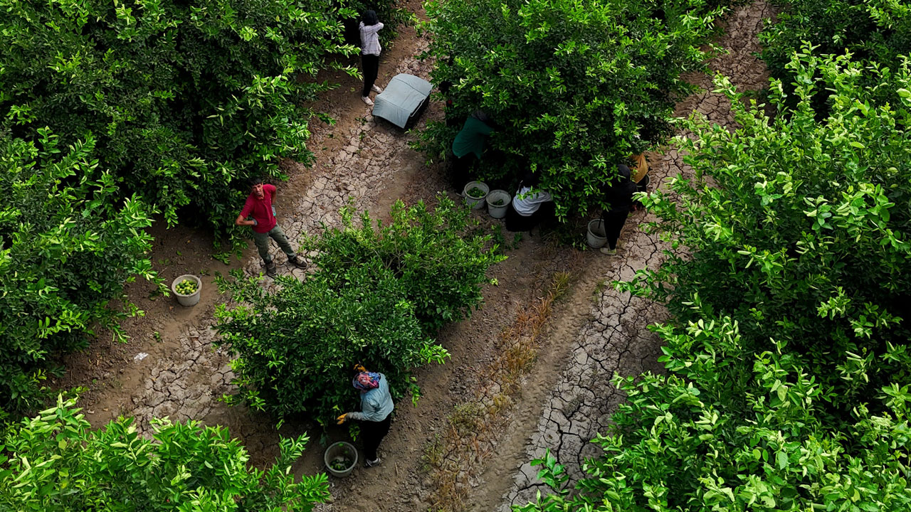 Foto - 2 haftalık stok kaldı! Fiyatı uçunca hasat erken başladı