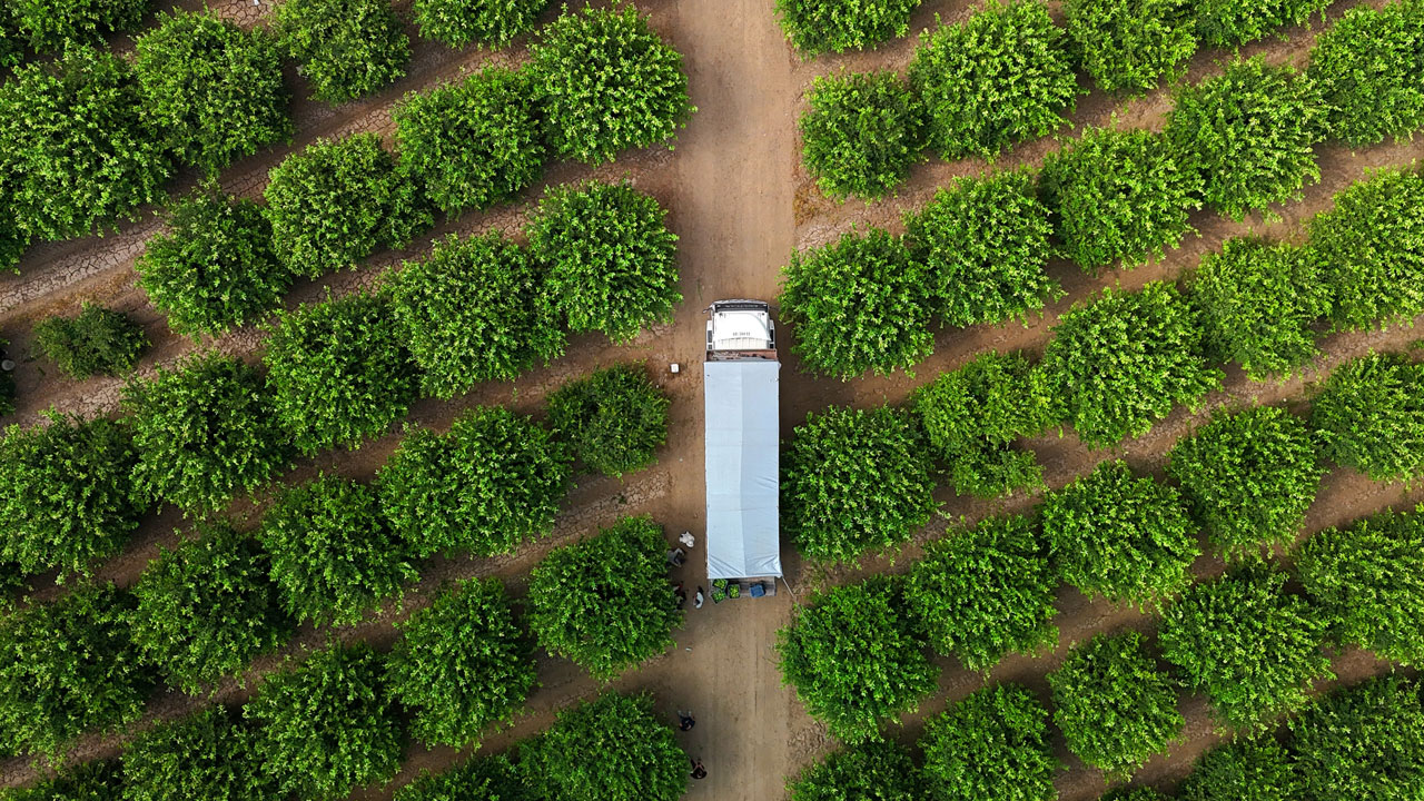 Foto - 2 haftalık stok kaldı! Fiyatı uçunca hasat erken başladı