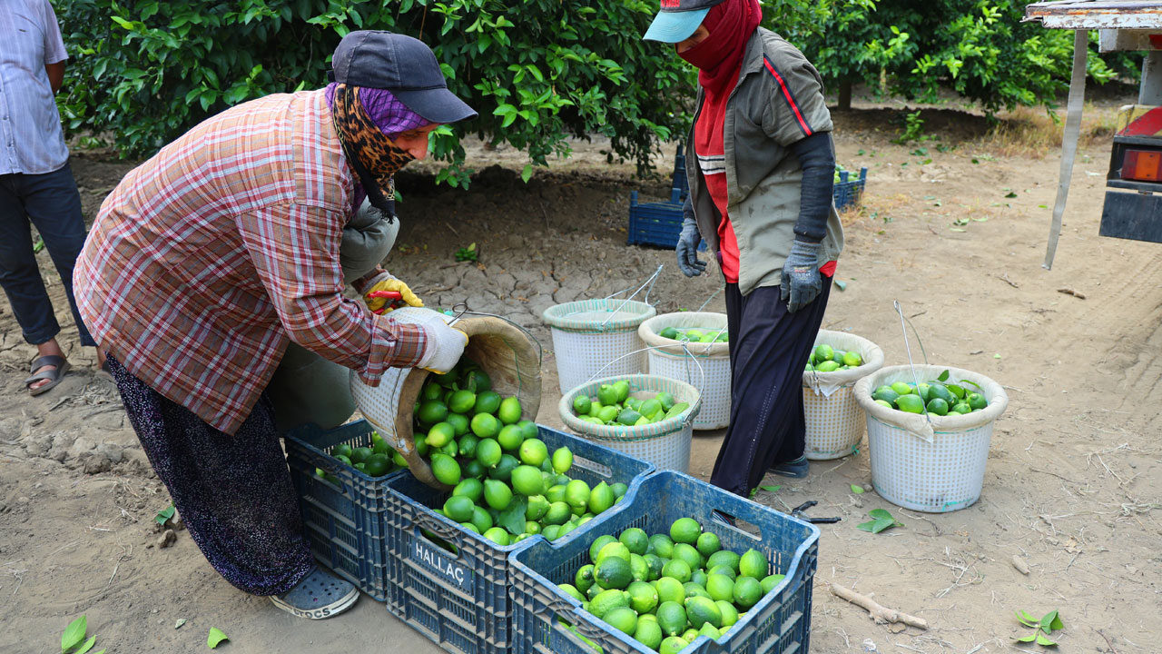Foto - 2 haftalık stok kaldı! Fiyatı uçunca hasat erken başladı