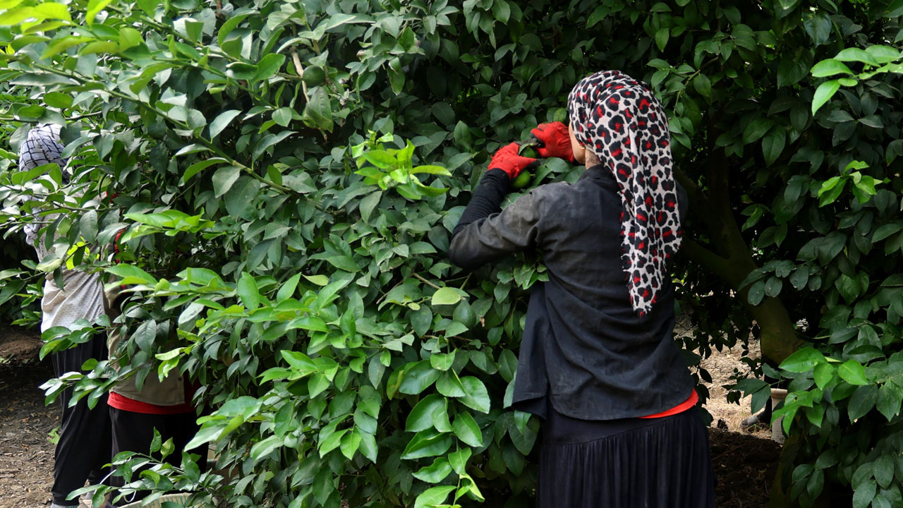 Foto - 2 haftalık stok kaldı! Fiyatı uçunca hasat erken başladı