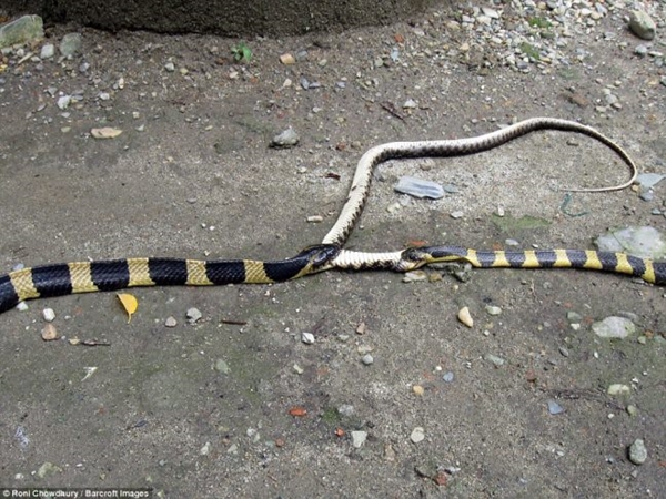 Foto - 2 metrelik yılanlar birbirini yemeye kalktı!