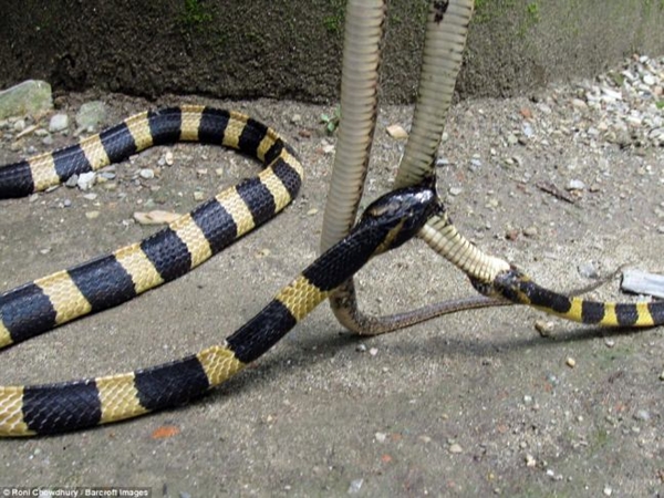 Foto - 2 metrelik yılanlar birbirini yemeye kalktı!