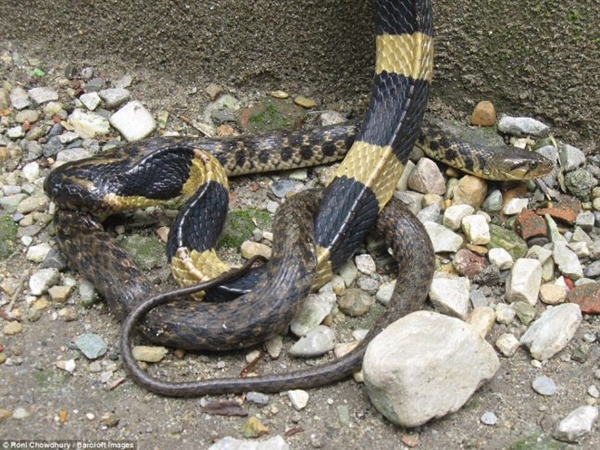 Foto - 2 metrelik yılanlar birbirini yemeye kalktı!