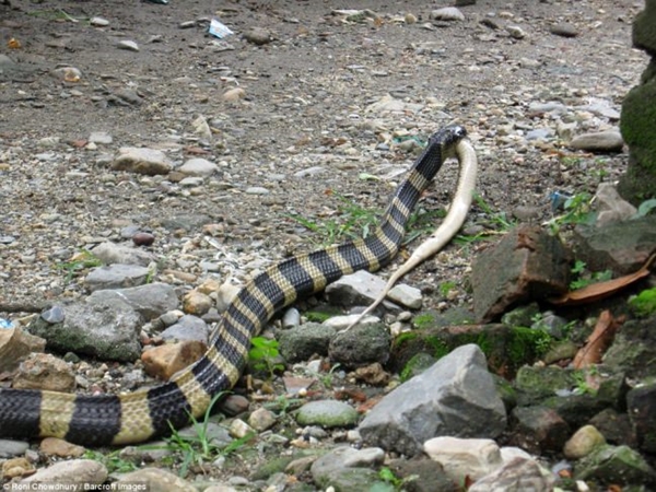 Foto - 2 metrelik yılanlar birbirini yemeye kalktı!