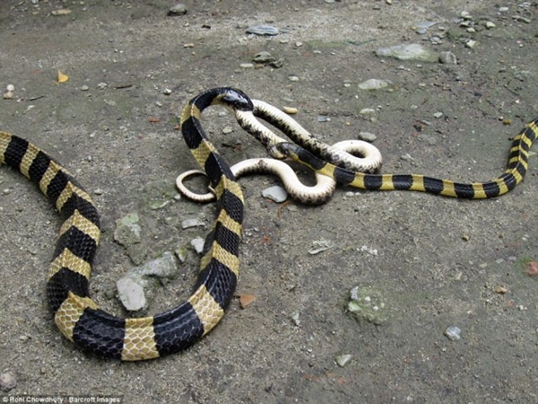 Foto - 2 metrelik yılanlar birbirini yemeye kalktı!
