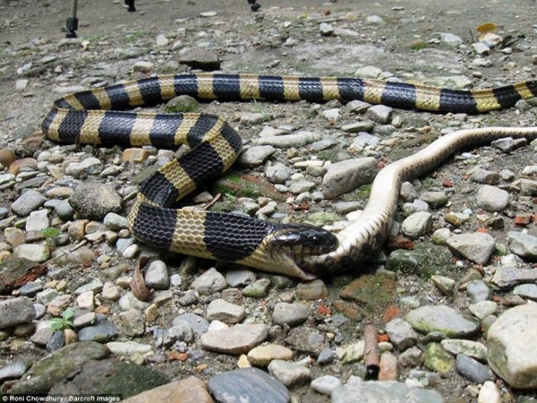 Foto - 2 metrelik yılanlar birbirini yemeye kalktı!