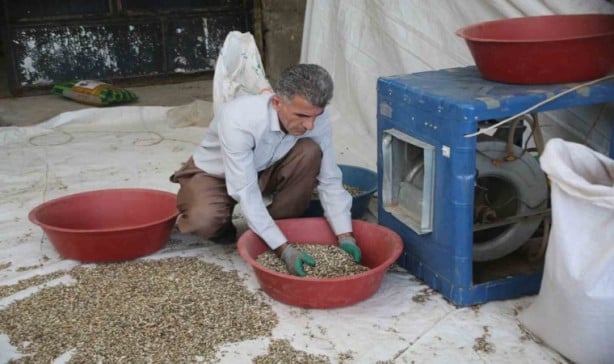 Foto - 2 milyon dolar kazandıran bitki! Dağlara akın ettiler! Ağızlar açık kaldı! O şehrimizde yetişiyor