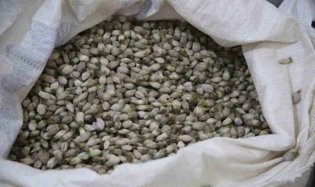 Foto - 2 milyon dolar kazandıran bitki! Dağlara akın ettiler! Ağızlar açık kaldı! O şehrimizde yetişiyor