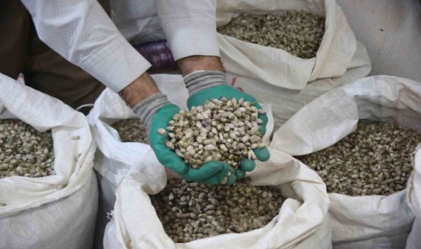 Foto - 2 milyon dolar kazandıran bitki! Dağlara akın ettiler! Ağızlar açık kaldı! O şehrimizde yetişiyor