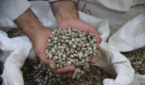 Foto - 2 milyon dolar kazandıran bitki! Dağlara akın ettiler! Ağızlar açık kaldı! O şehrimizde yetişiyor