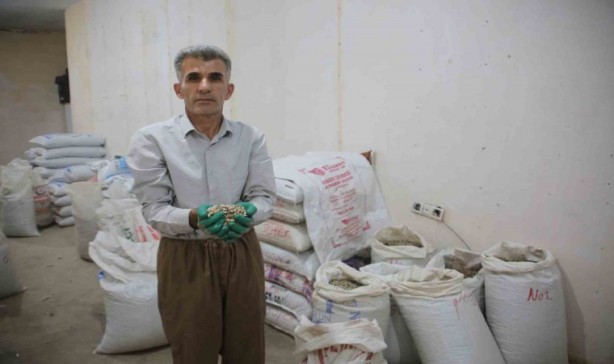 Foto - 2 milyon dolar kazandıran bitki! Dağlara akın ettiler! Ağızlar açık kaldı! O şehrimizde yetişiyor