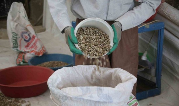 Foto - 2 milyon dolar kazandıran bitki! Dağlara akın ettiler! Ağızlar açık kaldı! O şehrimizde yetişiyor