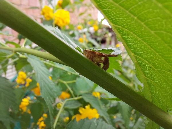 Foto - 2 yıl sonra tekrar ortaya çıktı