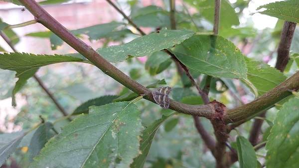 Foto - 2 yıl sonra tekrar ortaya çıktı