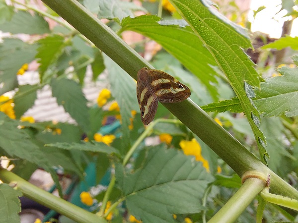Foto - 2 yıl sonra tekrar ortaya çıktı