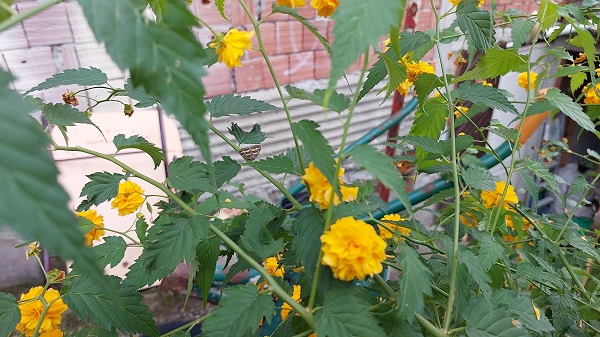 Foto - 2 yıl sonra tekrar ortaya çıktı