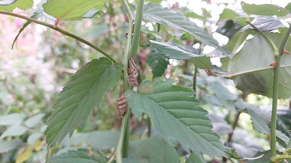 Foto - 2 yıl sonra tekrar ortaya çıktı