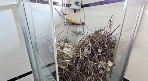 Foto - 2 yıldır boş olan eve giren kadın şoke oldu! 'Hayatımda böyle bir şey görmedim'