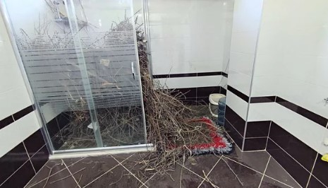 Foto - 2 yıldır boş olan eve giren kadın şoke oldu! 'Hayatımda böyle bir şey görmedim'