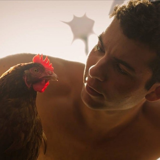 Foto - 2 yıldır karış karış dünyayı gezen tavuk!