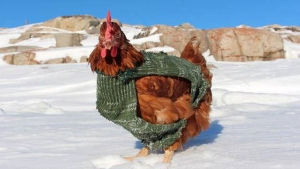 Foto - 2 yıldır karış karış dünyayı gezen tavuk!